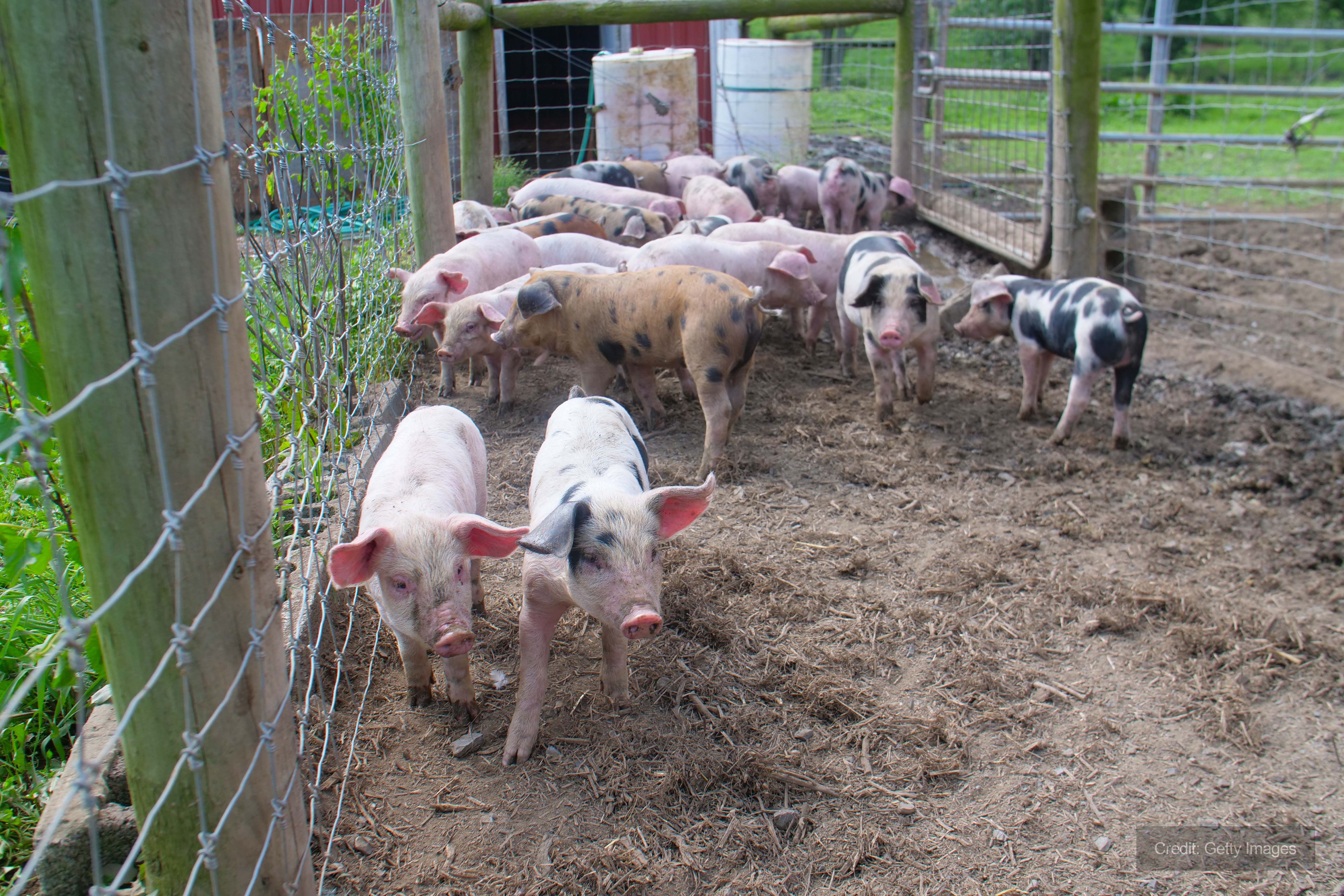 Pig farm Andrews Dehumidification assist Midlands pig farm