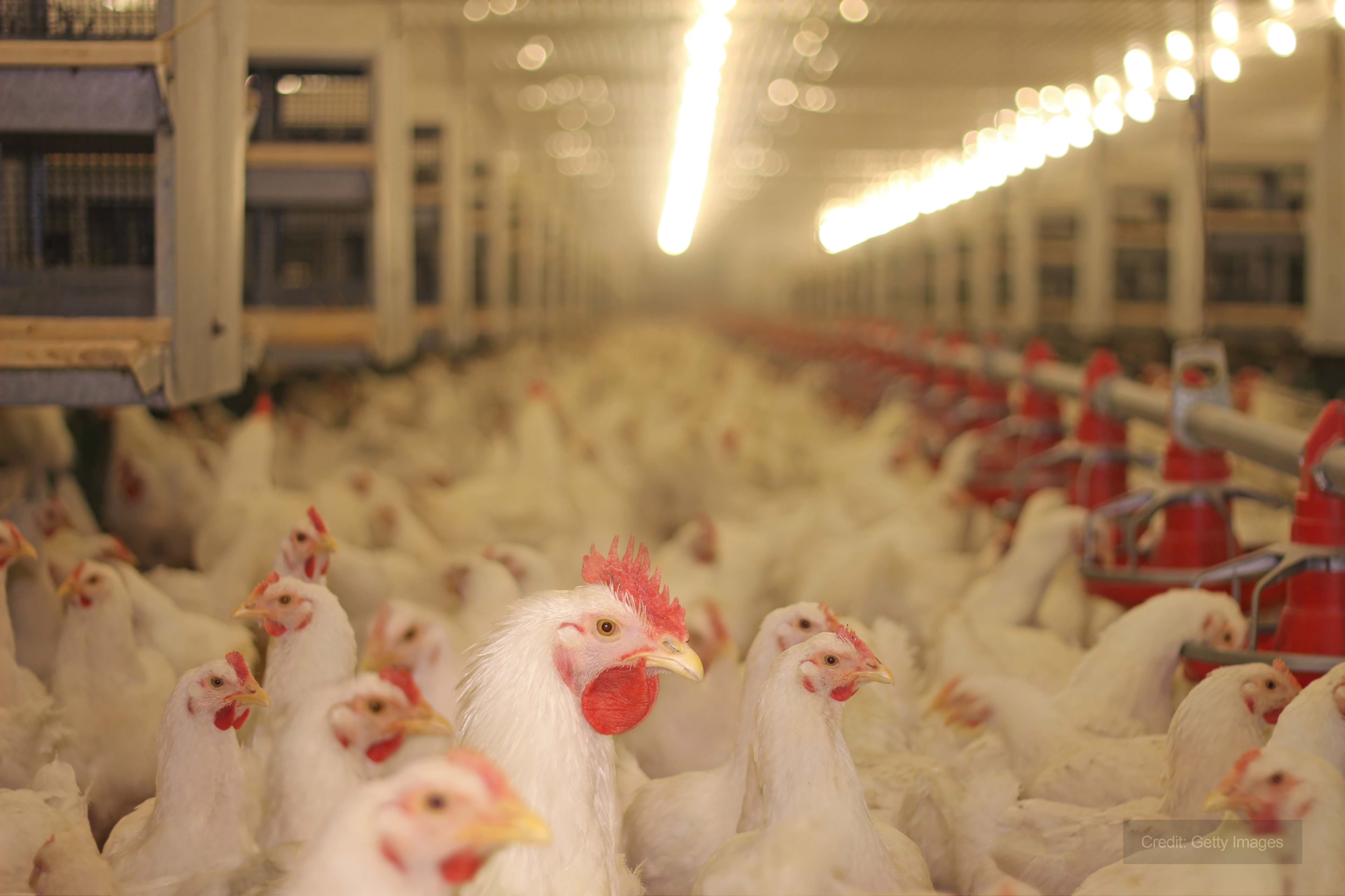 Poultry farm British poultry farm hires temporary drying system