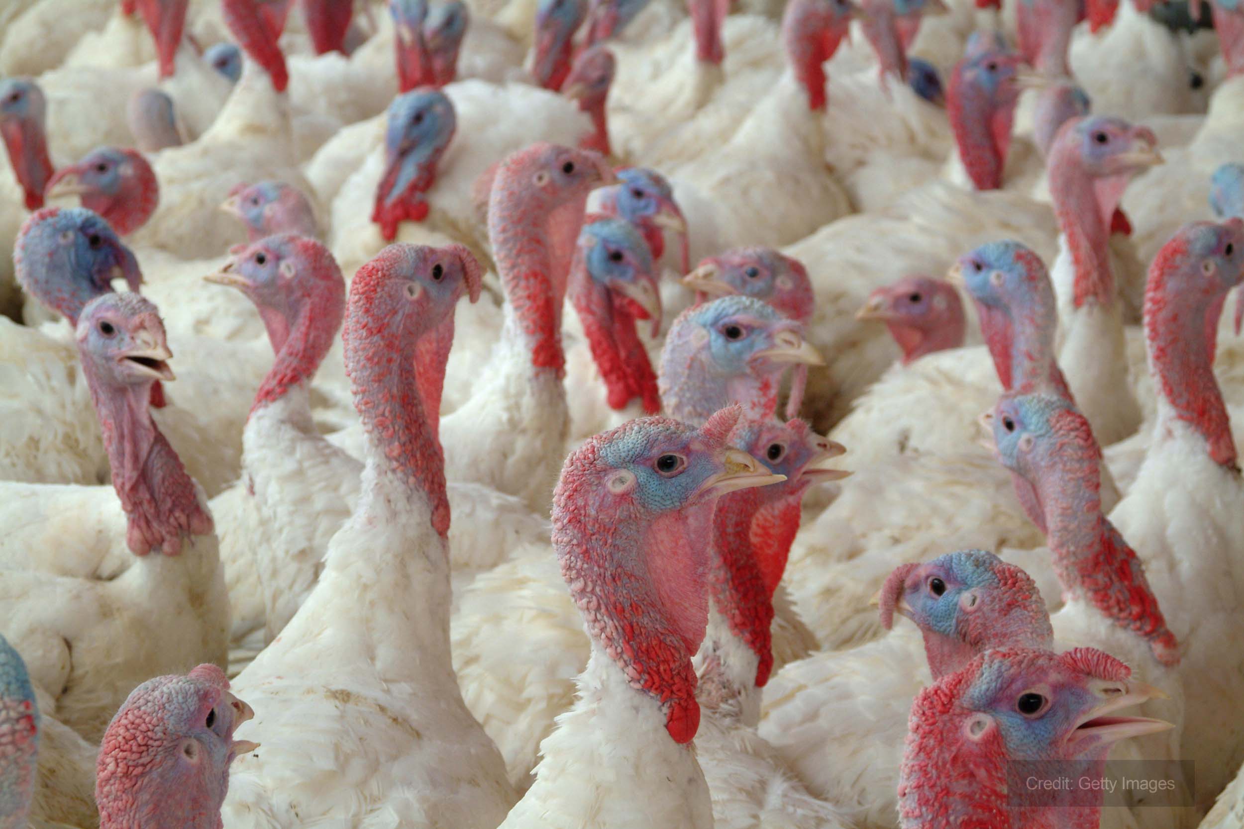 Turkeys Farmer seeks heater arrangement to protect Christmas turkeys