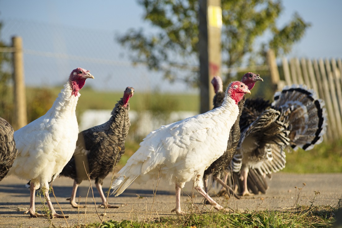 Turkey farm Andrews Chillers preserve turkey lifespan during Christmas build-up