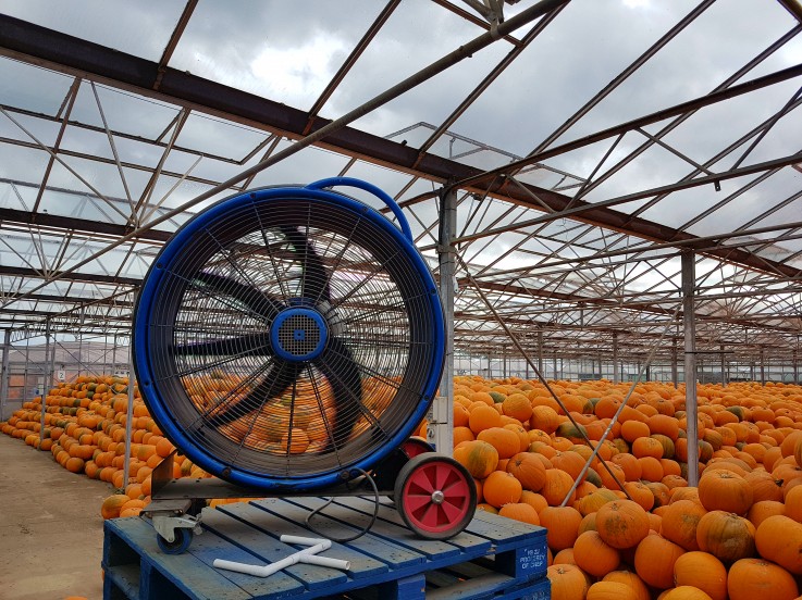 UK’s largest pumpkin growers seek ventilation equipment for Pumpkin yield